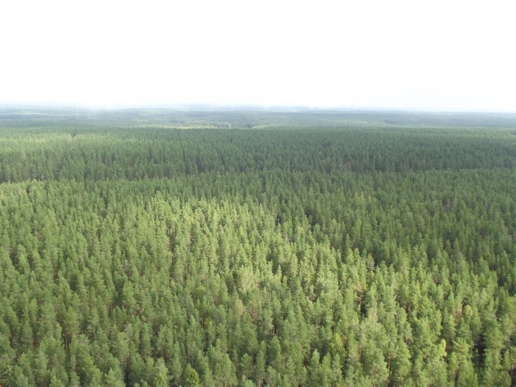 Новгородская Тайга. Земли лесного фонда.